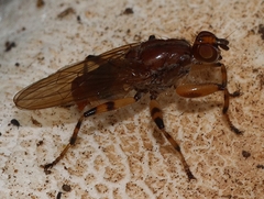 Tapeigaster pulverea