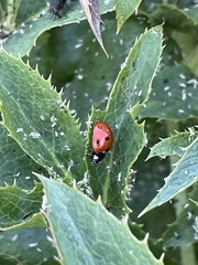 Coccinella septempunctata