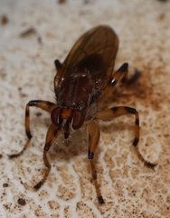 Tapeigaster pulverea