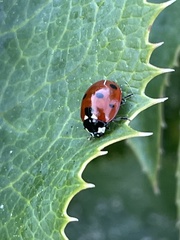 Coccinella septempunctata