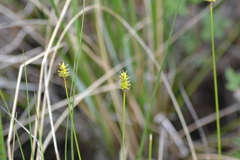 Carex exilis
