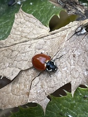 Hippodamia quinquesignata ambigua
