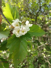 Crataegus holmesiana