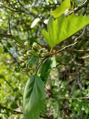Crataegus holmesiana