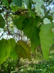 Crataegus holmesiana