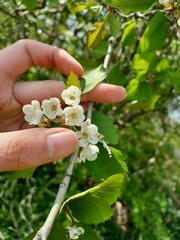 Crataegus holmesiana
