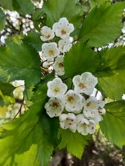 Crataegus holmesiana