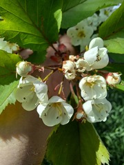 Crataegus holmesiana