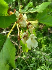 Crataegus holmesiana