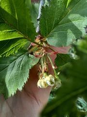 Crataegus holmesiana