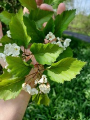 Crataegus holmesiana