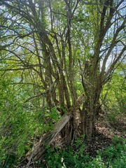 Crataegus holmesiana