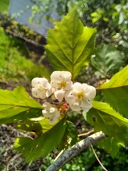 Crataegus holmesiana