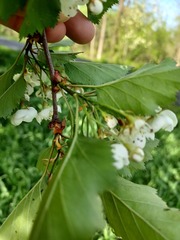 Crataegus holmesiana