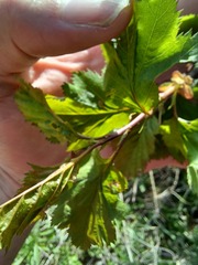 Crataegus holmesiana