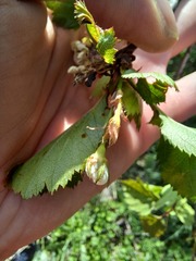 Crataegus holmesiana