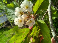 Crataegus holmesiana