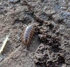 Laevophiloscia yalgoonensis