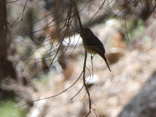 Pine Flycatcher (Empidonax affinis), photo 5