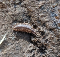 Laevophiloscia yalgoonensis