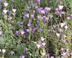 Clarkia gracilis sonomensis
