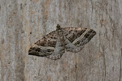 Chrysolarentia subrectaria