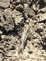 Trimerotropis maritima