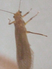 Acroneuriinae