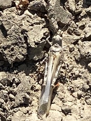 Trimerotropis maritima