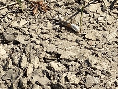 Trimerotropis maritima