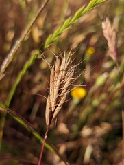 Bromus alopecuros