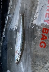 Notropis percobromus