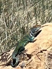 Crotaphytus