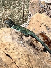 Crotaphytus