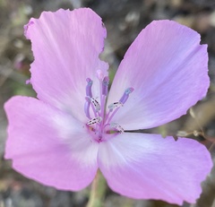Clarkia lewisii