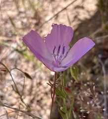Clarkia lewisii