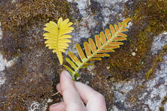 Polypodium glycyrrhiza