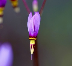 Primula pauciflora cusickii
