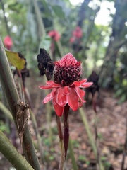 Etlingera elatior image