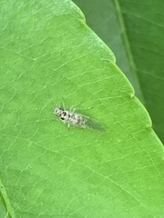 Teliapsocus