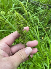 Carex stipata maxima