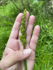 Carex stipata maxima