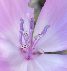 Clarkia lewisii