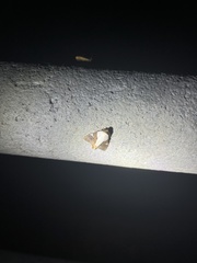 Eulepidotis rectimargo