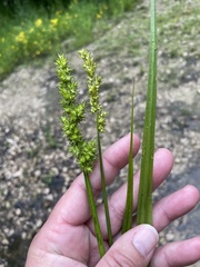 Carex stipata maxima