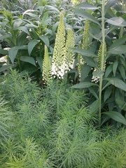 Eremurus
