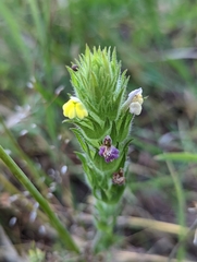Castilleja rubicundula lithospermoides