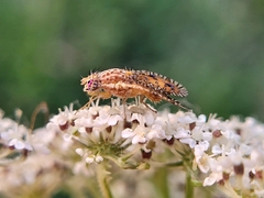 Paracantha culta