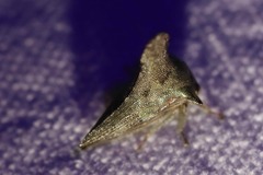 Glossonotus acuminatus