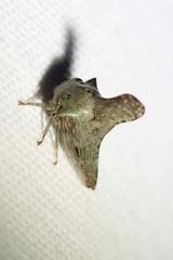 Glossonotus acuminatus